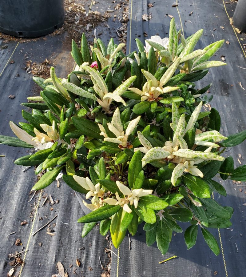 Rhodo Yaku Princess Rhodo Yaku Princess
