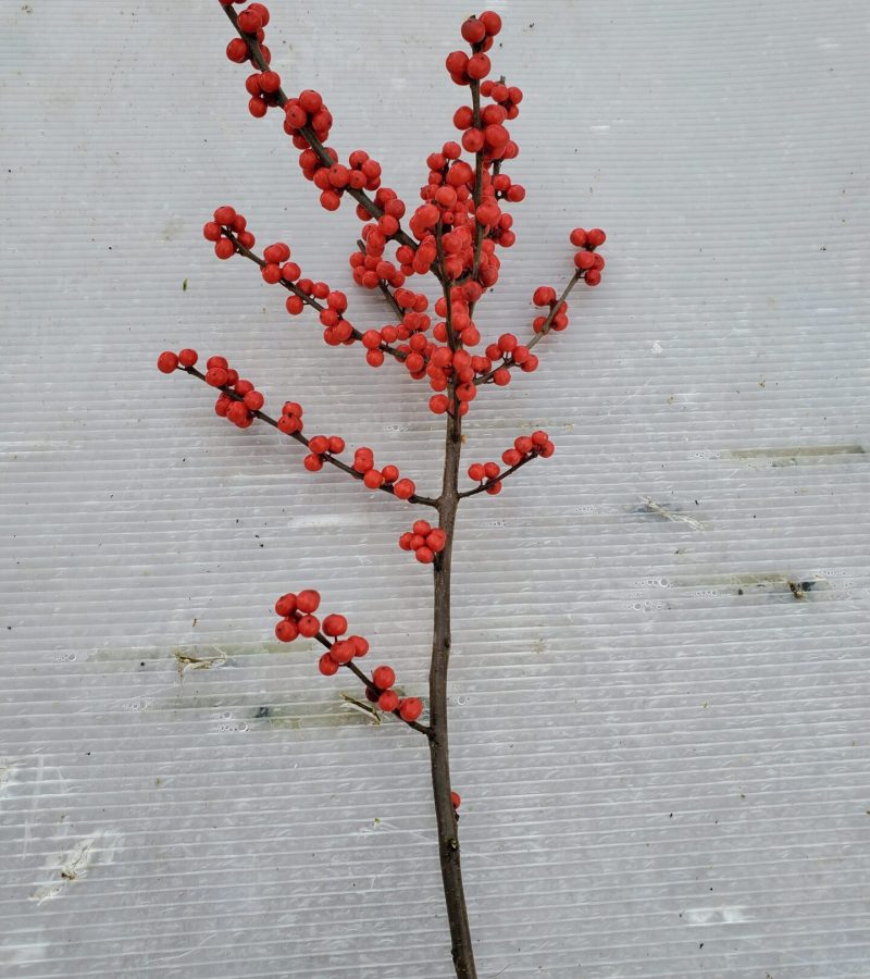 Winterberry 80cm Stem Single Winterberry 80cm Stem Single