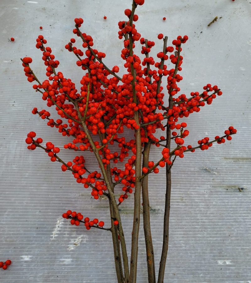 Winterberry Bunch Winterberry Bunch